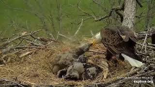 Decorah Eagles - North Nest 26.04.2024