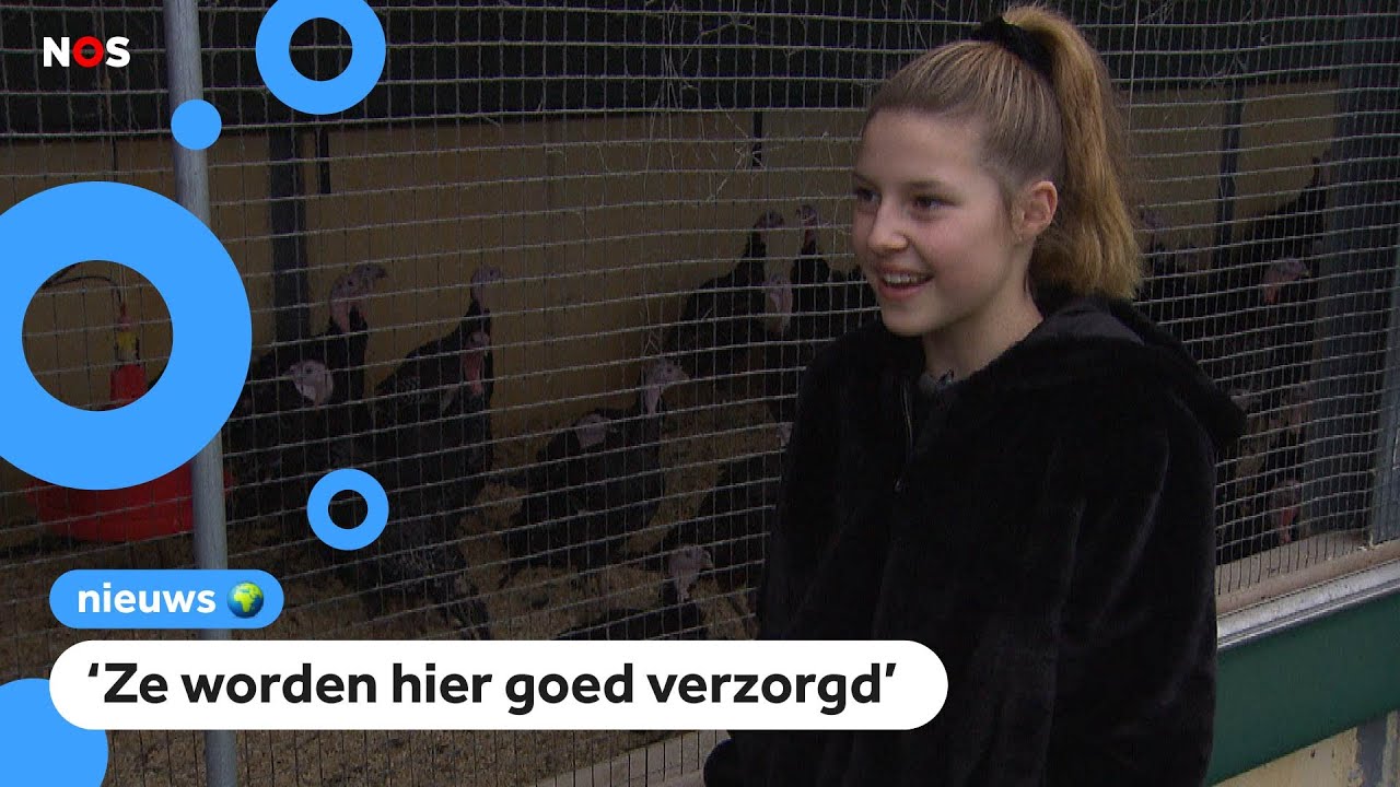 Kerstdrukte bij de kalkoenhouderij van Ellen