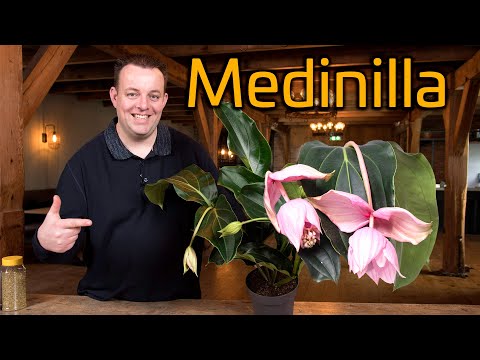 Video: Medinilla frön förökning – hur och när man planterar medinilla frön