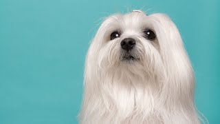 Maltese dogs are known for their small size and charming personalities