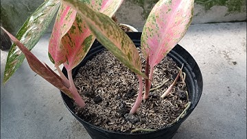 Aglaonema Lulaiwan From Cutting Propagation #GoodResults