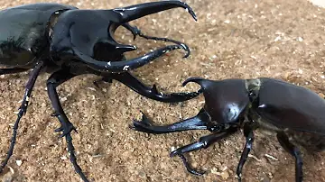カブトムシvsクワガタ