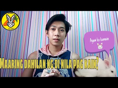 Video: Bakit Hindi Kumakain Ang Kuneho