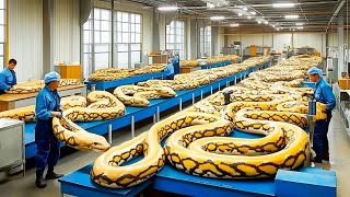 The Horrifying Truth Inside The Processing Plant With 12 Million Snakes - Farming Documentary