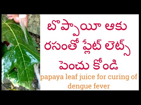 బొప్పాయీ ఆకు రసంతో ప్లేట్ లెట్స్ పెంచుకోండి || papaya leaf jucice for curing dengue fever || wonder