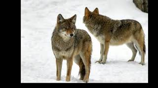 Facts about Coyote – Prairie Wolf