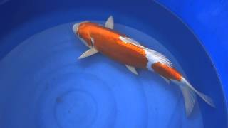Koi Logic - Ogata Kikusui 45cm Ref: KL2014-027