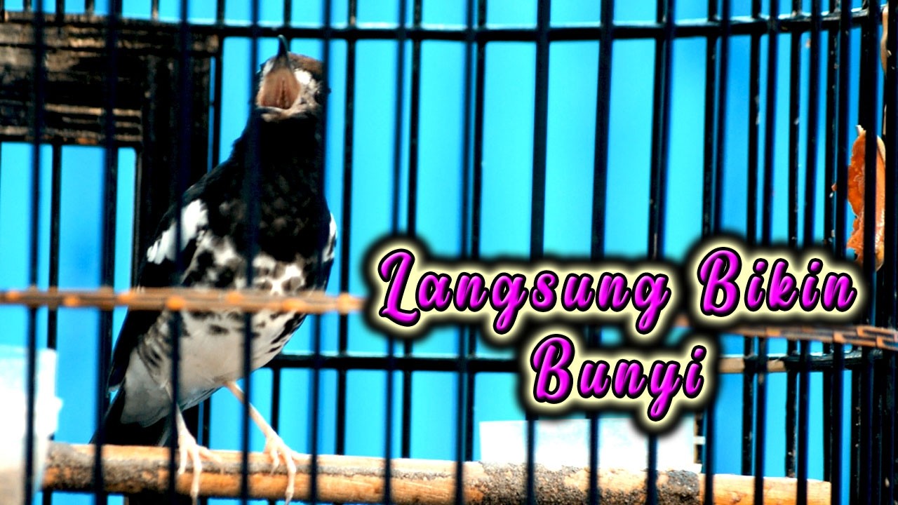 ANIS KEMBANG AGAR BUNYI GACOR NGEPLONG NGEROL PANCING PAKE INI  #aniskembang