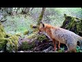 Nafarroako Fauna Navarra Udaberria Primavera Gato montés Marta Tejón Zorro Picapinos Camachuelo