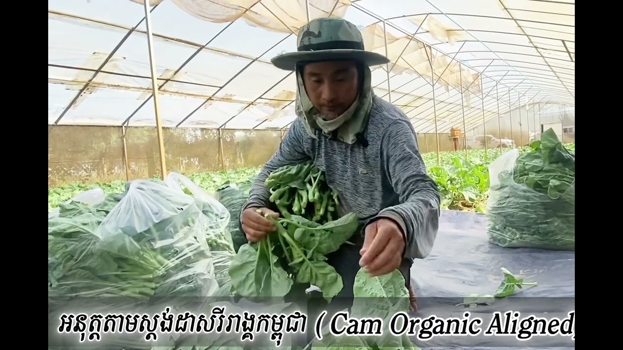 ខាត់ណាដើមដាំតាមស្តង់ដាសរីរាង្គកម្ពុជា រសជាតិឆ្ងាញ់ប្លែក