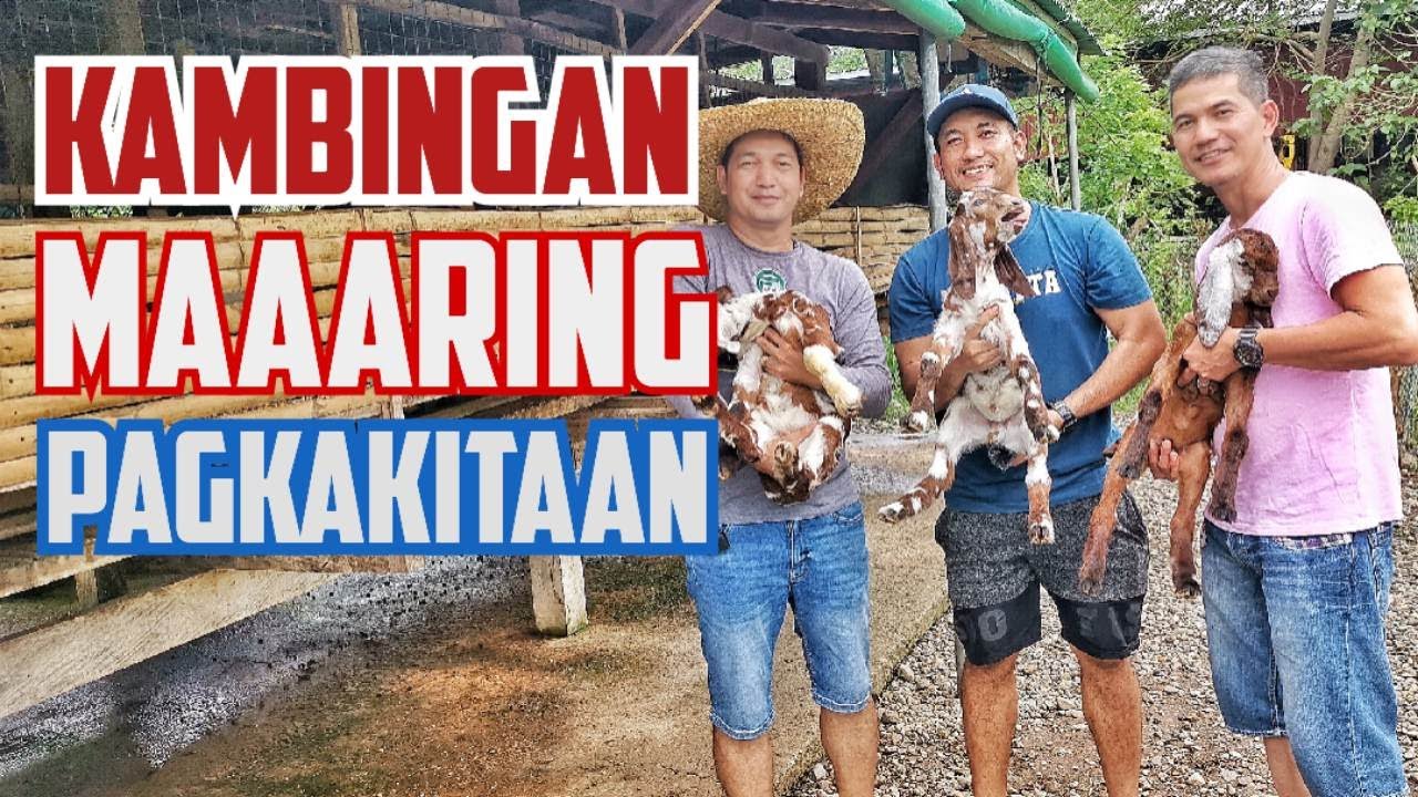 Tips and Ideas sa pag aalaga ng kambing | Kita sa pagkakambingan | Goat Farm sa Batangas