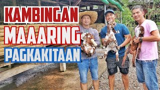 Tips and Ideas sa pag aalaga ng kambing | Kita sa pagkakambingan | Goat Farm sa Batangas