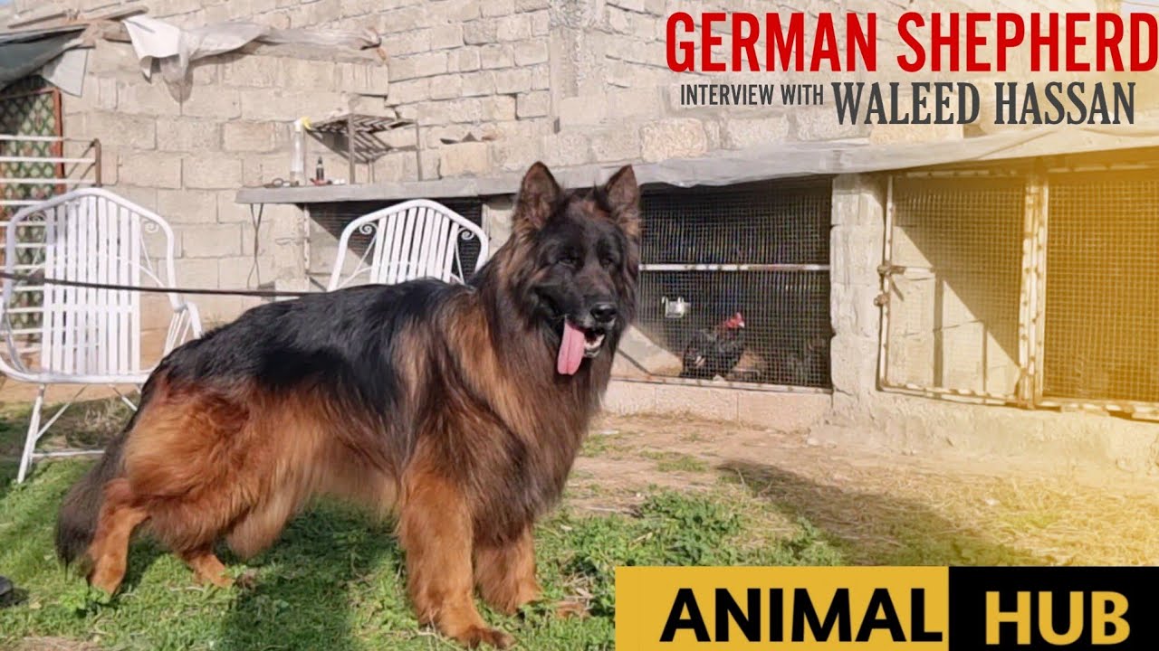 Top Quality German Shepherd Long Coat Dog Kennel in Punjab YouTube