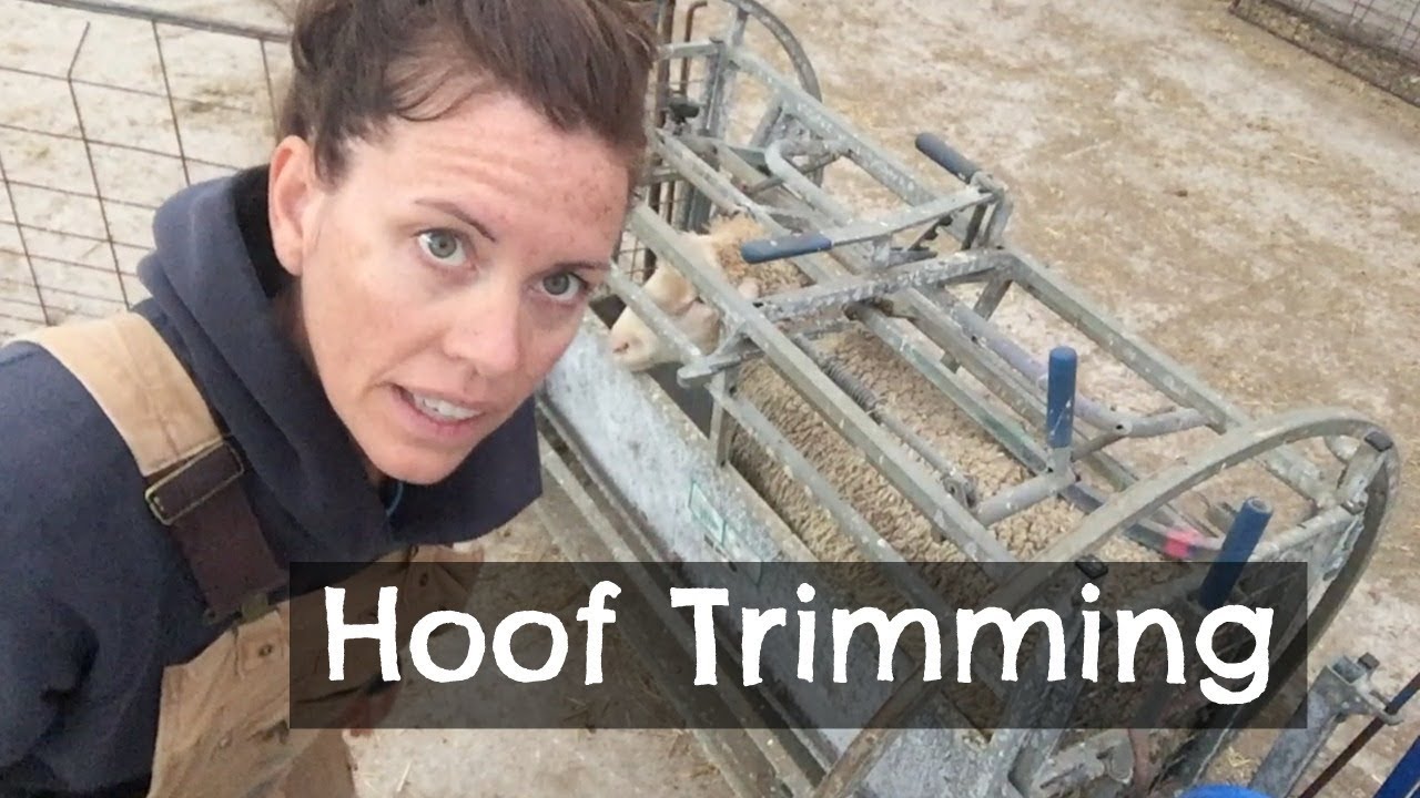 How I Hoof Trim Sheep.   |  Vlog 39