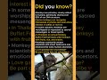 How One Primate Evolved to Take Selfies