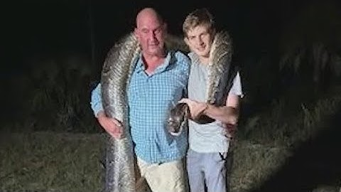 It took 5 men 45-minutes to capture this massive 17-foot, 198-pound Burmese python in Florida