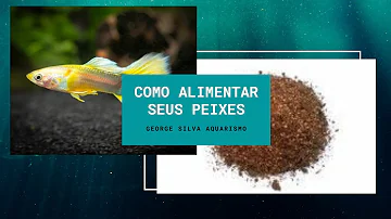 O que os peixes vivem?