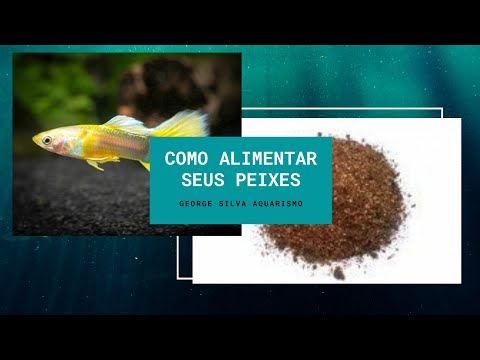 Como alimentar seus peixes