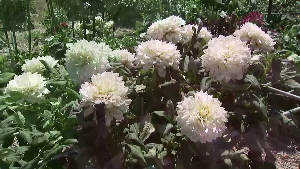大輪の花 東京 町田市でダリアが見頃 Youtube