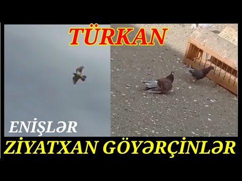 Türkan Yay Çəkilişi