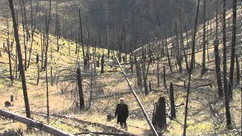 Helicopter Logging, Part 1