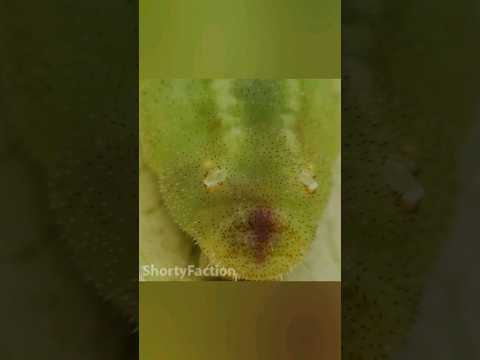 Video: Голометаболикалык курт-кумурскалар эмне үчүн мынчалык ийгиликтүү?