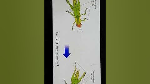 Class VI (Science) Chapter No. 10 Topic : Movement of the body (Part 3) (Video 3)
