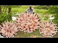 LEGS !!! CHICKEN LEGS Using 100 Chicken Legs Prepared by my uncle | food fun village