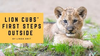 Lion cubs' first steps outside. Hélios legacy lives on. Adorable lion cubs with their loving mother