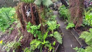 Our fernery 15th May 2024
