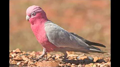 Quel est l'oiseau national de l'Australie ?