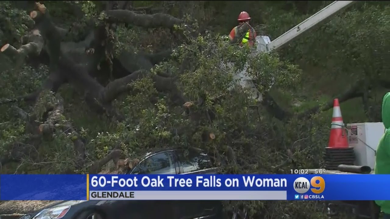 Experts Warn Trees Could Fall Down In Weeks Following Heavy Rain, Wind ...