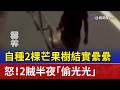 自種2棵芒果樹結實纍纍 怒！2賊半夜「偷光光」