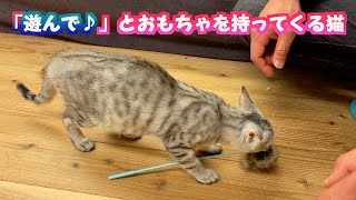 猫 おもちゃ 持ってこさせる