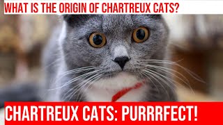 Chartreux Cats: History, Characteristics & Popularity