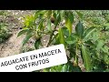 QUIERES QUE TU PLANTA DE AGUACATE DE FRUTOS RAPIDO? DEBES HACER ESTO.