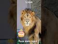【ライオン】パーチェ4歳の咆哮 #Lion #shorts