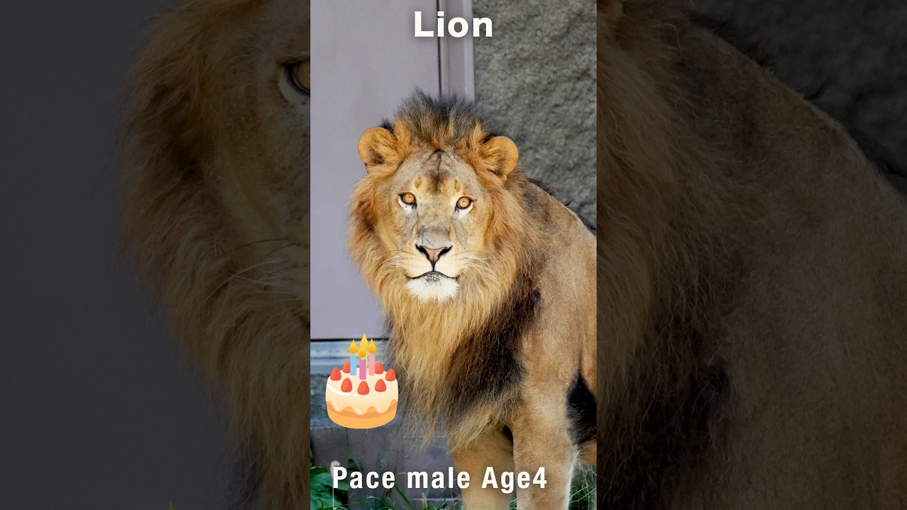 【ライオン】パーチェ4歳の咆哮 #Lion #shorts