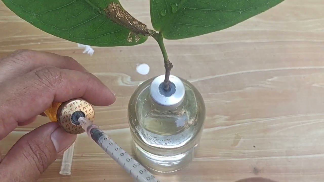 How to keep plants alive for a month