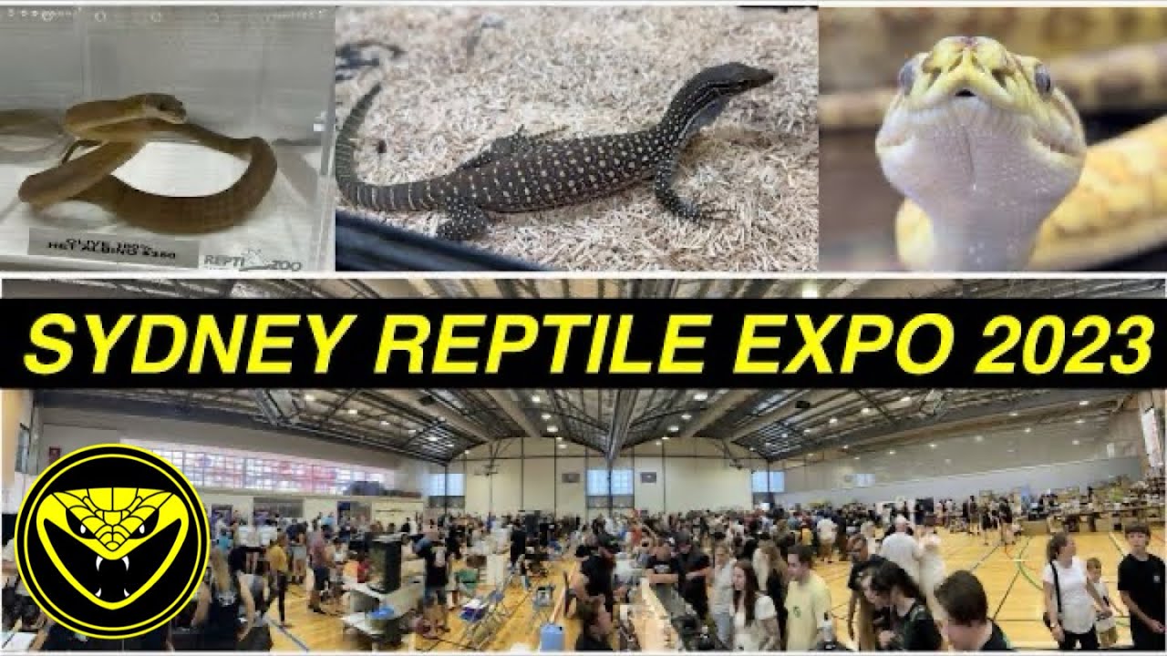 SYDNEY REPTILE EXPO 2023 YouTube