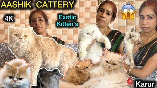 இவ்ளோ அழகான PERSIAN CAT'S ah⁉ |  CAT Farm | kitten's, Calico, Ginger colour Cat's | Home Cattery