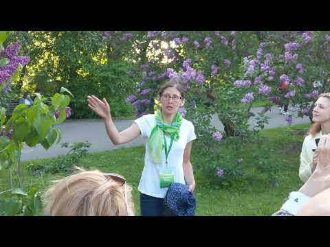 Почему НЕЛЬЗЯ ломать сирень?! Ответы Ботанического Сада МГУ.