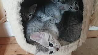 Egyptian Mau kittens by Karlskoga Katthotell & Butik 56 views 3 years ago 30 seconds