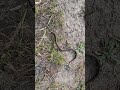 Snake, East Kent