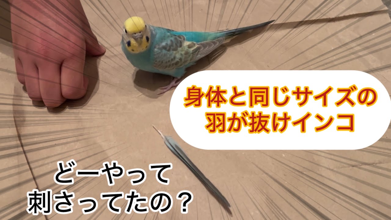 年末も癒すインコ