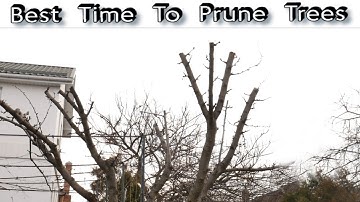 Best Time To Prune Trees - When To Prune Fruit Trees