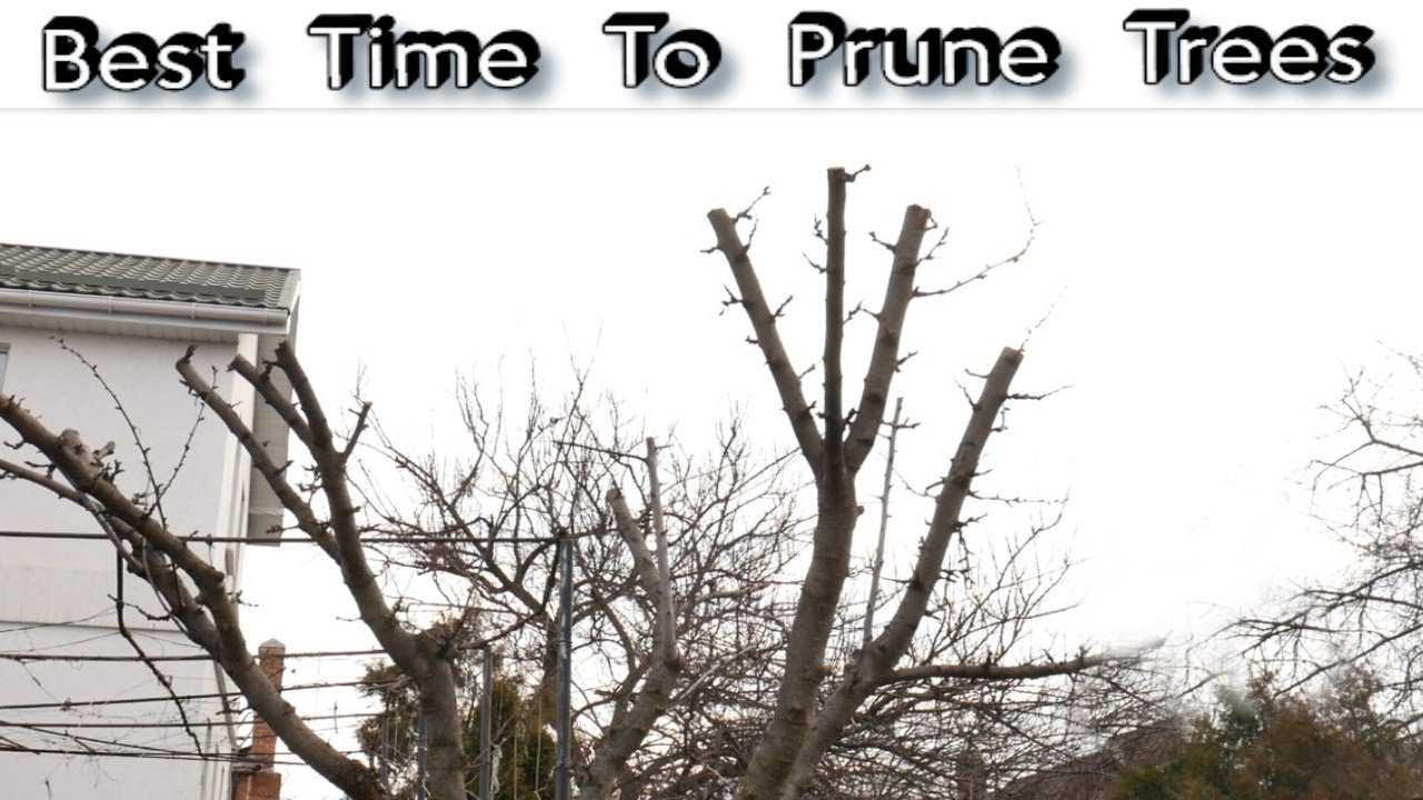 Best Time To Prune Trees - When To Prune Fruit Trees - YouTube
