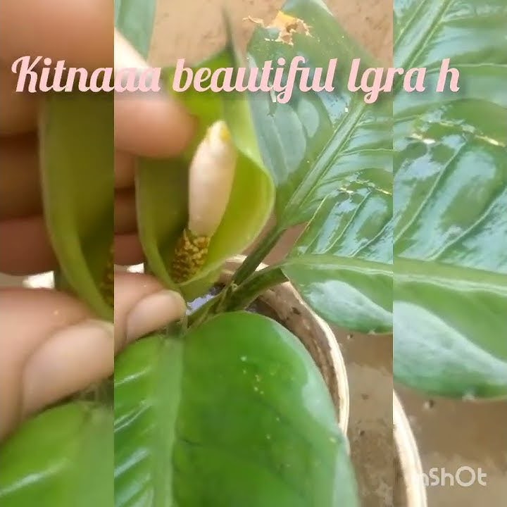 Challange..☝ Any Body Tell Me What Is This..Inbox Me Comments...