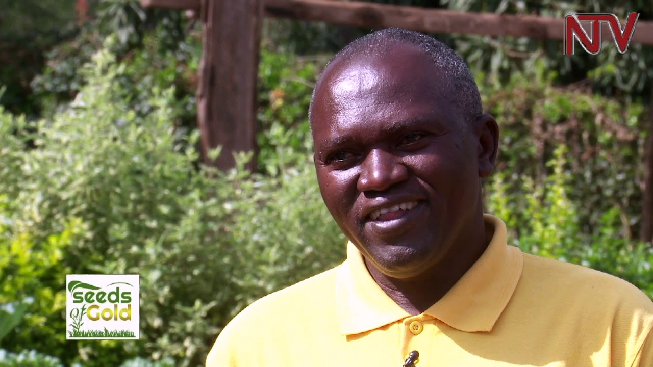SEEDS OF GOLD: What farmers should do to get poultry keeping right