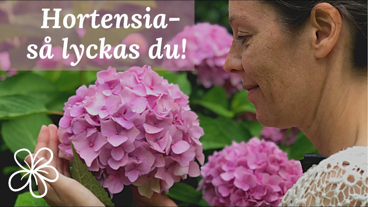 Lyckas med HORTENSIA i din TRÄDGÅRD!